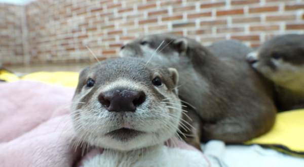 ▲'TV동물농장'(사진제공=SBS)