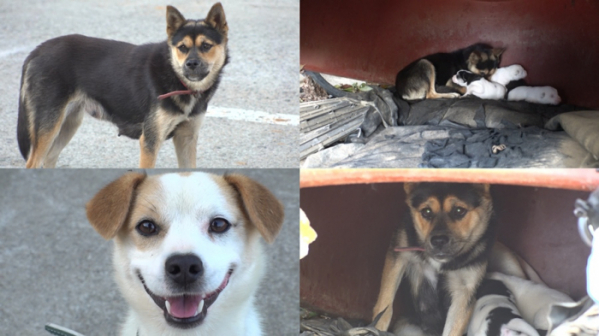 ▲'TV동물농장'(사진제공=SBS)