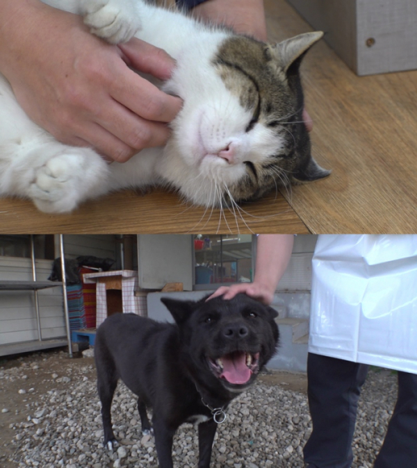 ▲'TV동물농장'(사진제공=SBS)