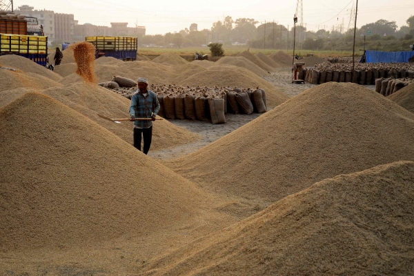 ▲10월 27일 인도 잘란다르 외곽의 곡물시장에서 한 노동자가 논벼를 분리하고 있다. 
 (잘란다르(인도)/AFP연합뉴스)