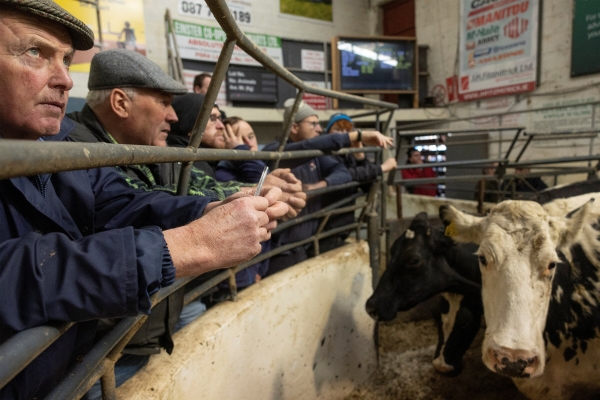 ▲아일랜드 킬쿨렌 소 시장에서 지난달 25일 사람들이 소들을 살피고 있다. 킬쿨레(아일랜드)/로이터연합뉴스
