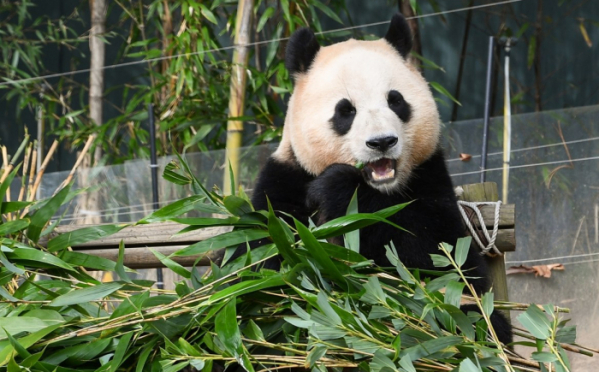 ▲'푸바오와할부지'(사진제공=SBS)