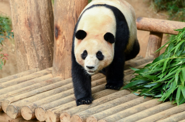 ▲'푸바오와할부지'(사진제공=SBS)