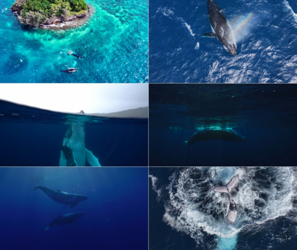 ▲'고래와 나 2부 - 고래의 노래를 들어라'(사진제공=SBS)