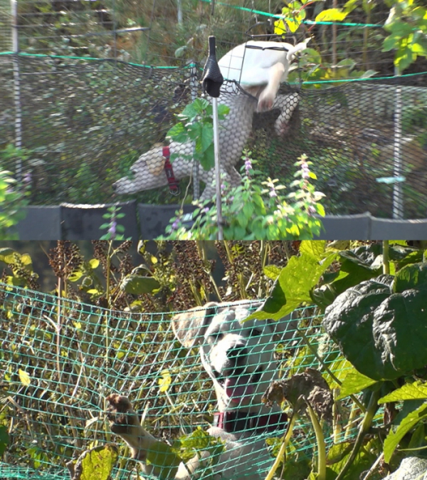 ▲'TV동물농장'(사진제공=SBS)