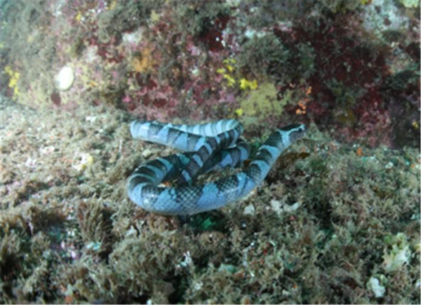▲넓은띠큰바다뱀 (사진제공=국립공원공단)