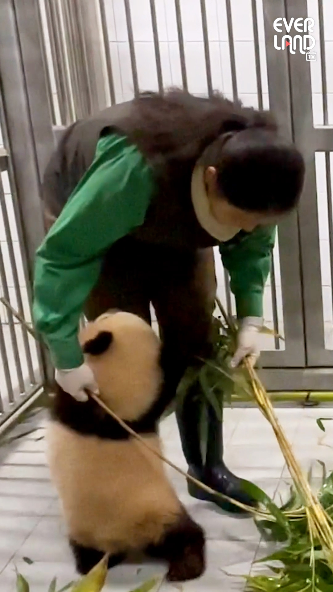 ▲에버랜드 오승희 사육사와 쌍둥이 판다 (사진제공=삼성물산리조트부문)