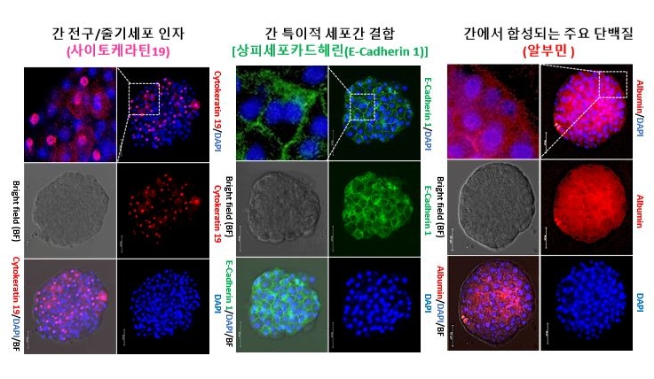 ▲간 세포 오가노이드(미니장기)들의 면역형광염색 (자료제공=농촌진흥청)