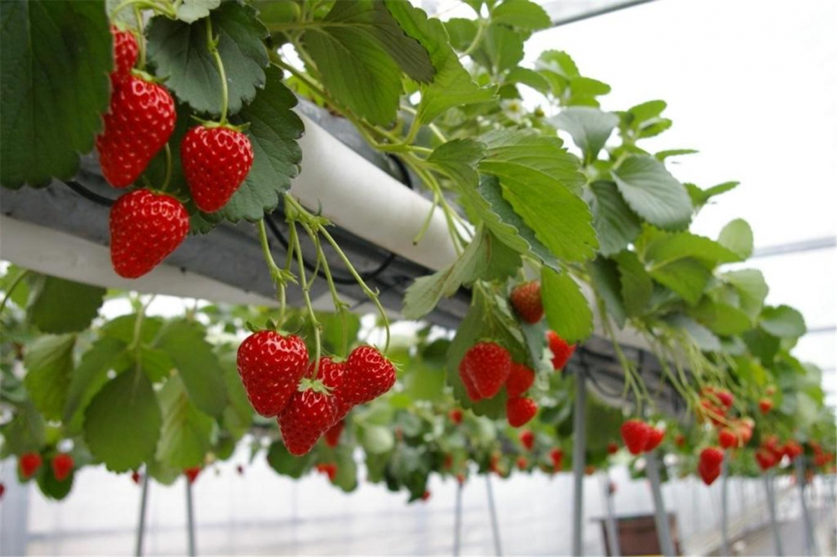 ▲딸기 수경재배. (사진제공=농촌진흥청)