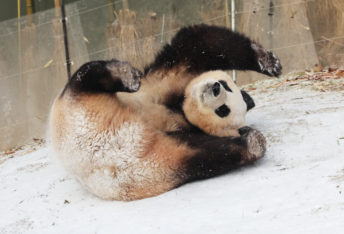 ▲눈이 내린 20일 오전 경기도 용인시 에버랜드에서 판다 푸바오가 눈밭을 구르고 있다. (연합뉴스)
