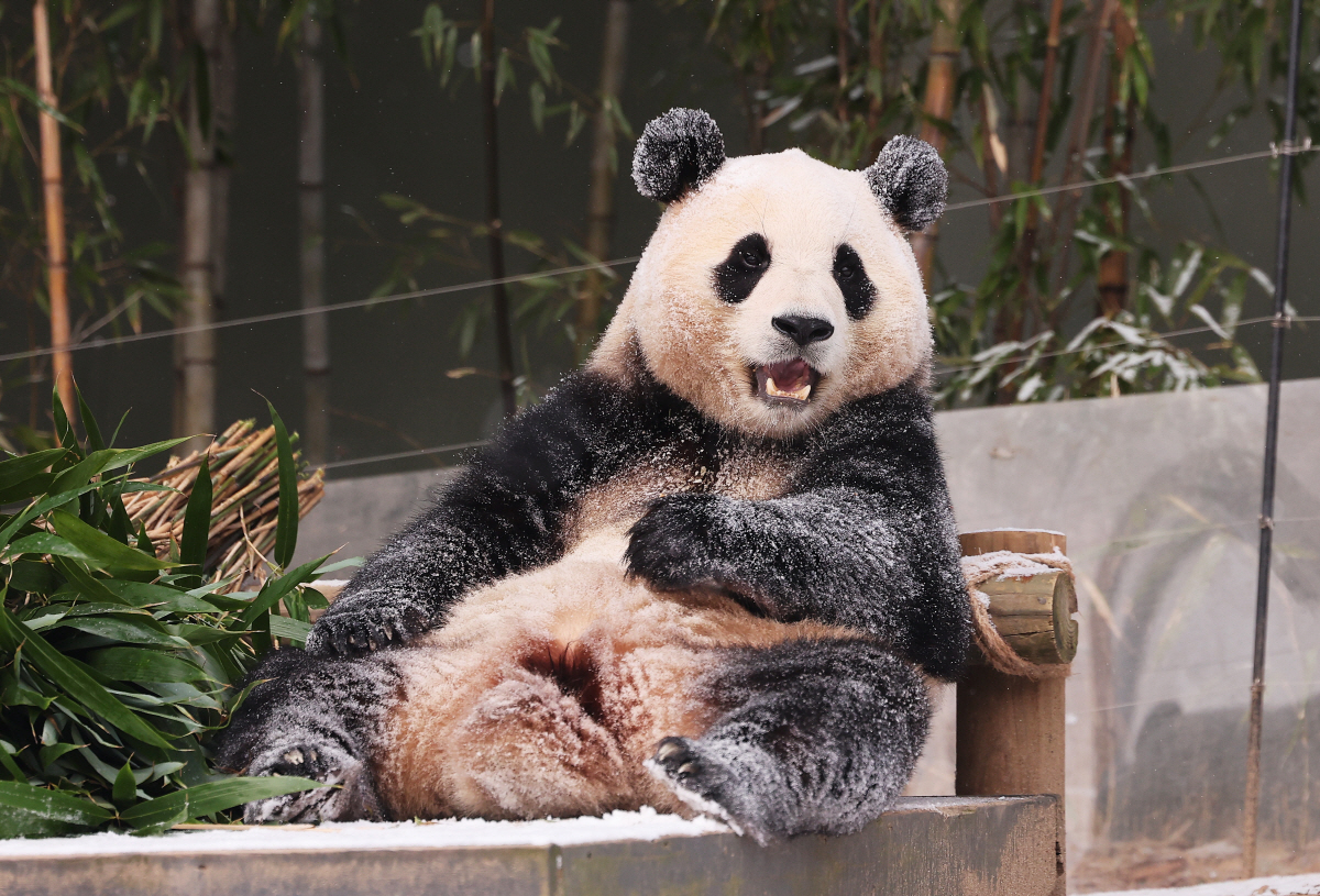 ▲ 눈이 내린 20일 오전 경기도 용인시 에버랜드에서 판다 푸바오가 눈밭 위에서 먹이를 먹고 있다.  (연합뉴스)
