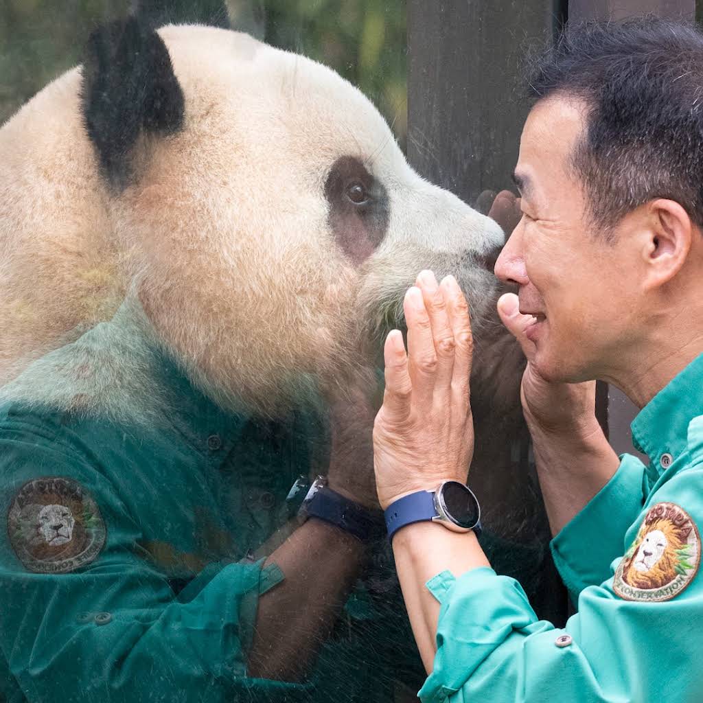 ▲푸바오와 강철원 사육사. (출처=유튜브 채널 ‘말하는동물원 뿌빠TV’ 커뮤니티)