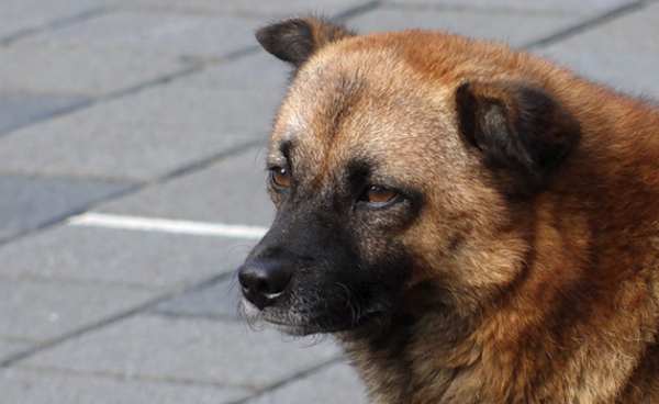 ▲'TV동물농장'(사진제공=SBS)