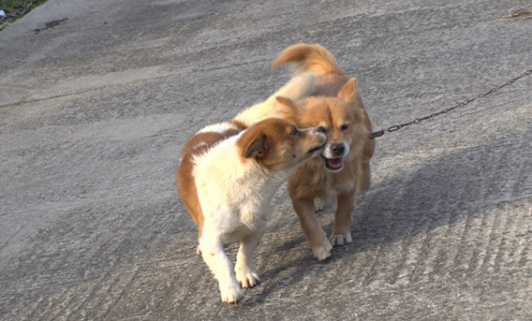 ▲'TV동물농장'(사진제공=SBS)