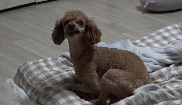 ▲'TV동물농장'(사진제공=SBS)