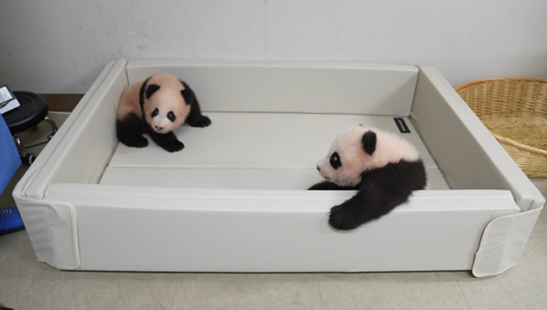 ▲'TV동물농장'(사진제공=SBS)