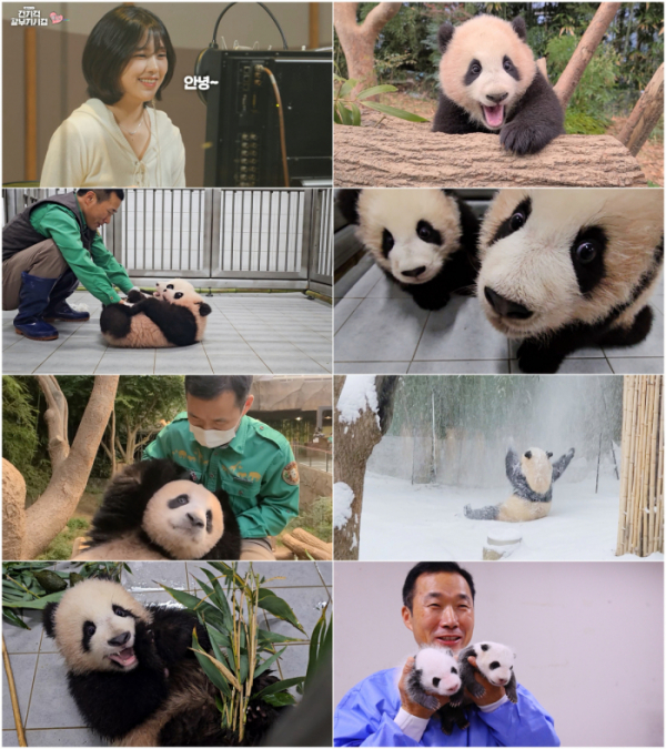 ▲'푸바오tv 전지적 할부지 시점'(사진제공=MBC)