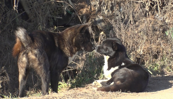 ▲'TV동물농장'(사진제공=SBS)