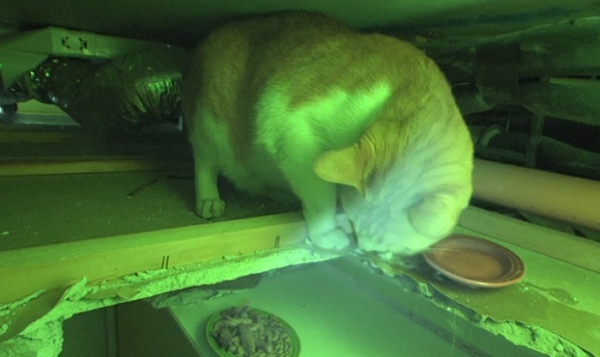 ▲'TV동물농장'(사진제공=SBS)