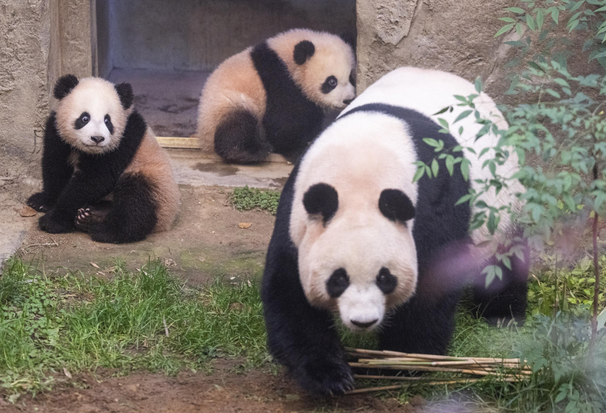 ▲판다월드 방사장에 사전답사 나온 엄마 아이바오(맨 앞)와 쌍둥이 판다 루이바오(왼쪽), 후이바오(오른쪽). (사진제공=삼성물산 리조트부문)