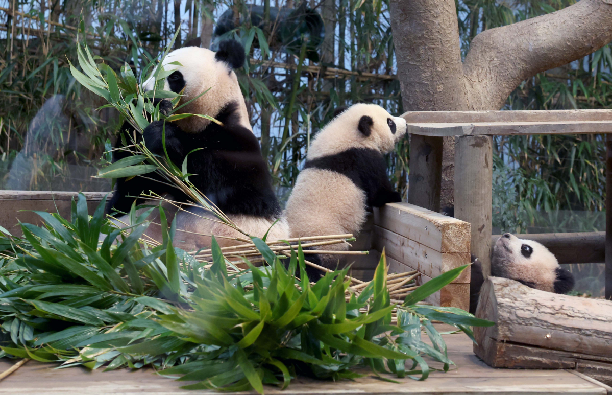 ▲3일 경기 용인시 에버랜드 판다월드 방사장에서 쌍둥이 판다 ‘루이바오(睿寶)’와 ‘후이바오(輝寶)’ 언론에 공개되고 있다. 루이바오와 후이바오는 4일부터 매일 오전 일부 시간에 일반에 공개된다. 신태현 기자 holjjak@