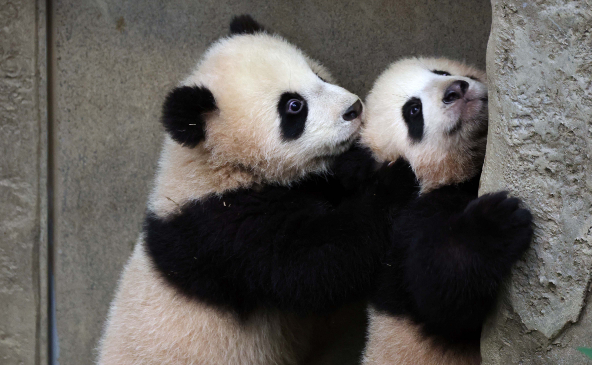 ▲3일 경기 용인시 에버랜드 판다월드 방사장에서 쌍둥이 판다 ‘루이바오(睿寶)’와 ‘후이바오(輝寶)’ 언론에 공개되고 있다. 루이바오와 후이바오는 4일부터 매일 오전 일부 시간에 일반에 공개된다. 신태현 기자 holjjak@