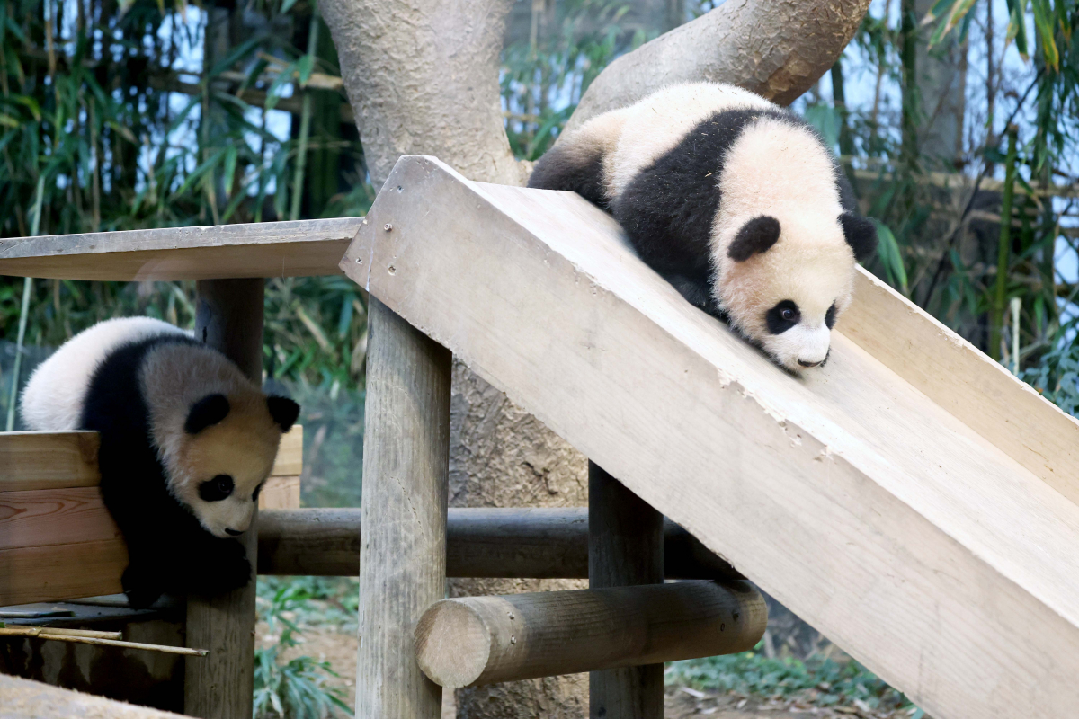 ▲3일 경기 용인시 에버랜드 판다월드 방사장에서 쌍둥이 판다 ‘루이바오(睿寶)’와 ‘후이바오(輝寶)’ 언론에 공개되고 있다. 루이바오와 후이바오는 4일부터 매일 오전 일부 시간에 일반에 공개된다. 신태현 기자 holjjak@