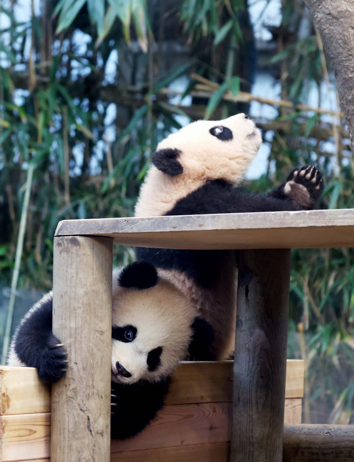 ▲3일 경기 용인시 에버랜드 판다월드 방사장에서 쌍둥이 판다 ‘루이바오(睿寶)’와 ‘후이바오(輝寶)’ 언론에 공개되고 있다. 루이바오와 후이바오는 4일부터 매일 오전 일부 시간에 일반에 공개된다. 신태현 기자 holjjak@
