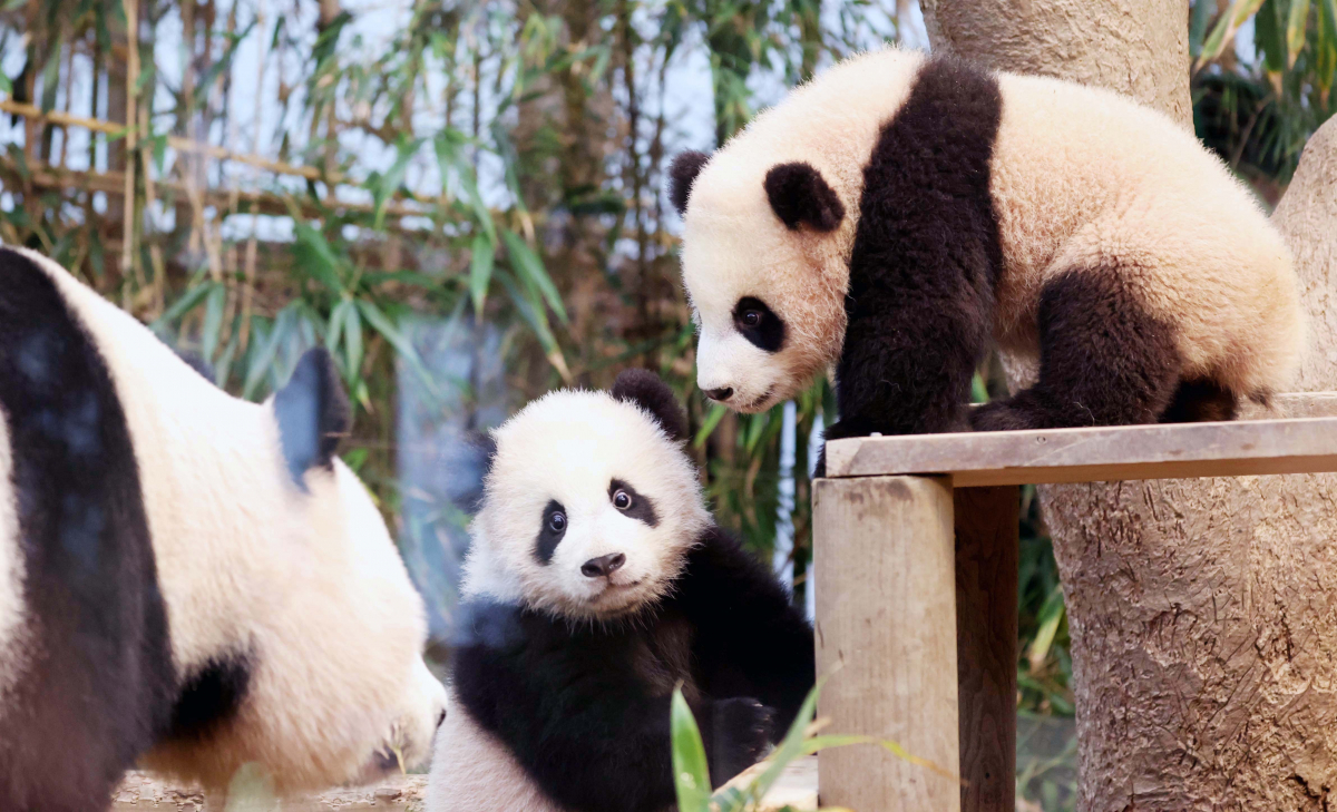 ▲3일 경기 용인시 에버랜드 판다월드 방사장에서 쌍둥이 판다 ‘루이바오(睿寶)’와 ‘후이바오(輝寶)’ 언론에 공개되고 있다. 루이바오와 후이바오는 4일부터 매일 오전 일부 시간에 일반에 공개된다. 신태현 기자 holjjak@