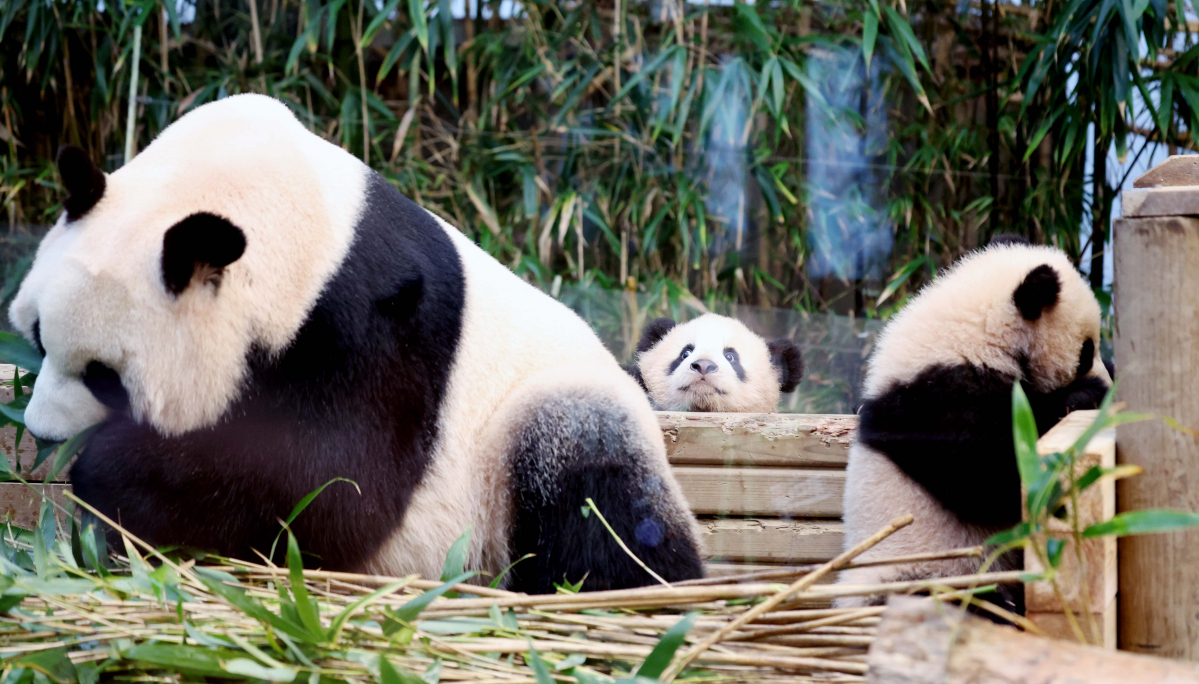 ▲3일 경기 용인시 에버랜드 판다월드 방사장에서 쌍둥이 판다 ‘루이바오(睿寶)’와 ‘후이바오(輝寶)’ 언론에 공개되고 있다. 루이바오와 후이바오는 4일부터 매일 오전 일부 시간에 일반에 공개된다. 신태현 기자 holjjak@