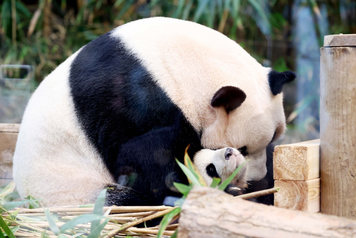 ▲3일 경기 용인시 에버랜드 판다월드 방사장에서 쌍둥이 판다 ‘루이바오(睿寶)’와 ‘후이바오(輝寶)’ 언론에 공개되고 있다. 루이바오와 후이바오는 4일부터 매일 오전 일부 시간에 일반에 공개된다. 신태현 기자 holjjak@