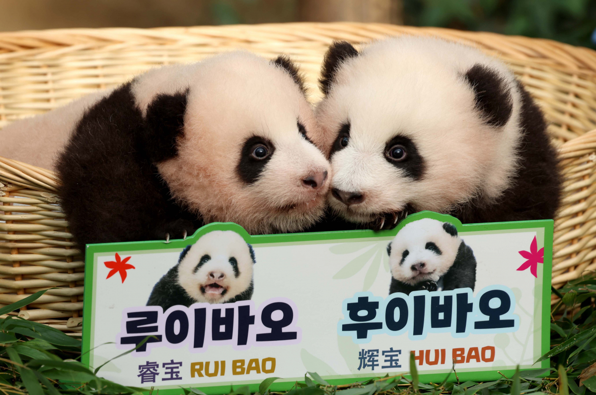 ▲지난해 10월 12일 경기 용인시 에버랜드 판다월드에서 국내 첫 쌍둥이 아기 판다 ‘루이바오’와 ‘후이바오’가 공개되고 있다. 신태현 기자 holjjak@