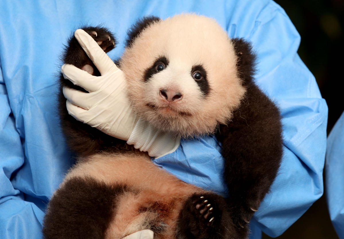 ▲지난해 10월 12일 경기 용인시 에버랜드 판다월드에서 국내 첫 쌍둥이 아기 판다 ‘루이바오’와 ‘후이바오’가 공개되고 있다. 신태현 기자 holjjak@