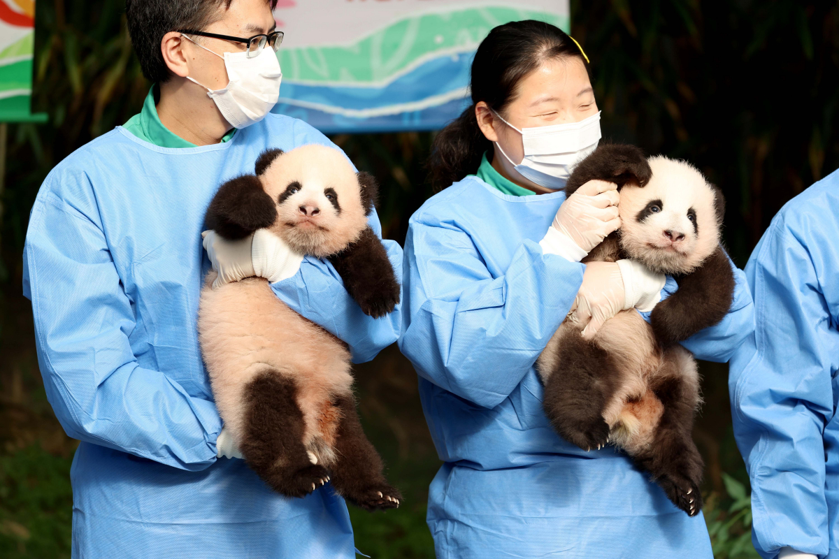 ▲지난해 10월 12일 경기 용인시 에버랜드 판다월드에서 국내 첫 쌍둥이 아기 판다 ‘루이바오’와 ‘후이바오’가 공개되고 있다. 신태현 기자 holjjak@