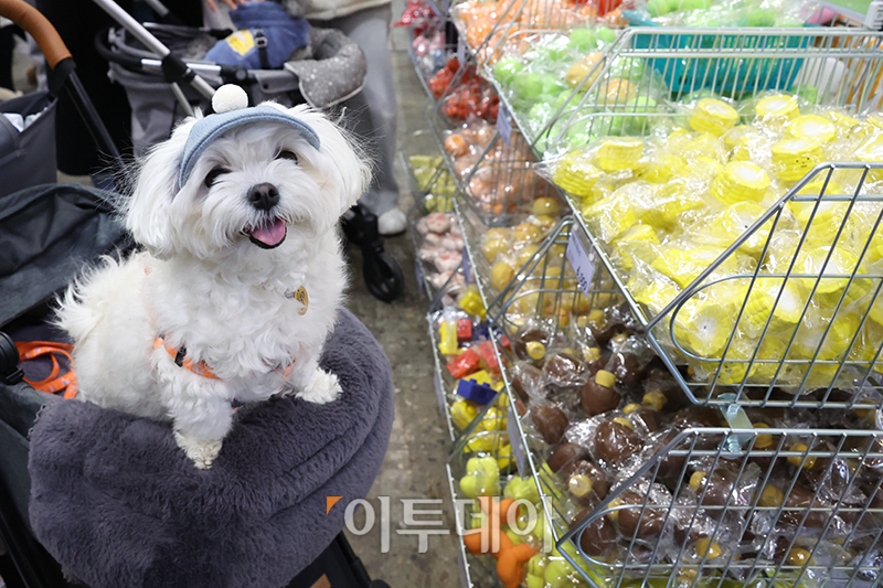 ▲'장난감 사주세요' (고이란 기자 photoeran@)