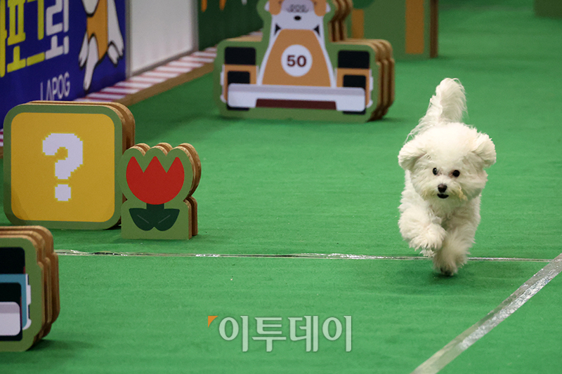 ▲'보호자를 향해 전력질주' (고이란 기자 photoeran@)