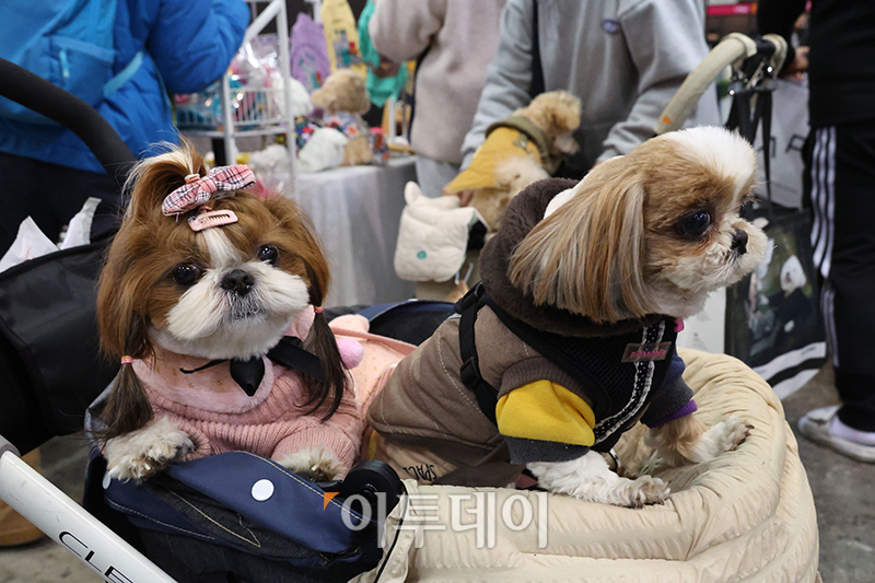 ▲'예쁜 멍자매' (고이란 기자 photoeran@)