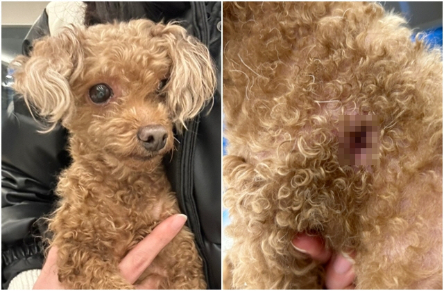 ▲유기된 푸들의 사진 (출처=포인핸드)
