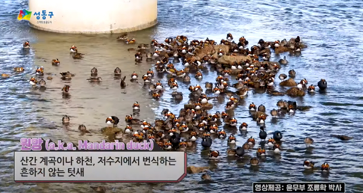 ▲(출처=성동구청)
