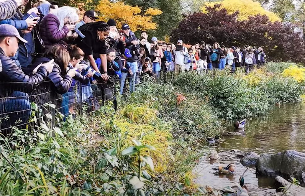 ▲샌트럴파크 연못에 등장한 원앙을 보기 위해 몰려든 인파 (출처=유튜브 ‘새덕후’채널 캡처)
