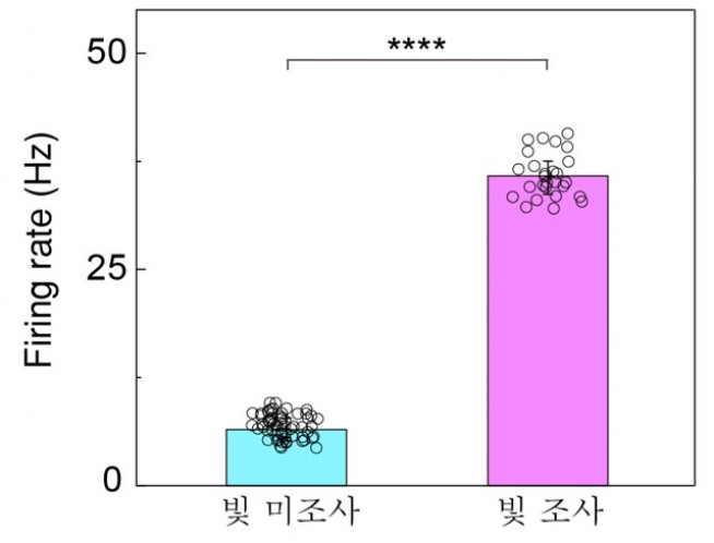 ▲소프트 인공망막을 이식한 망막에 빛을 비추었을 때 빛을 받은 부분에서 약 4배 큰 망막 신호가 확인됐다. (제공=세브란스병원)