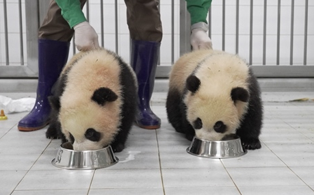 ▲'TV동물농장'(사진제공=SBS)