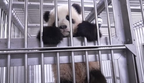 ▲'TV동물농장'(사진제공=SBS)