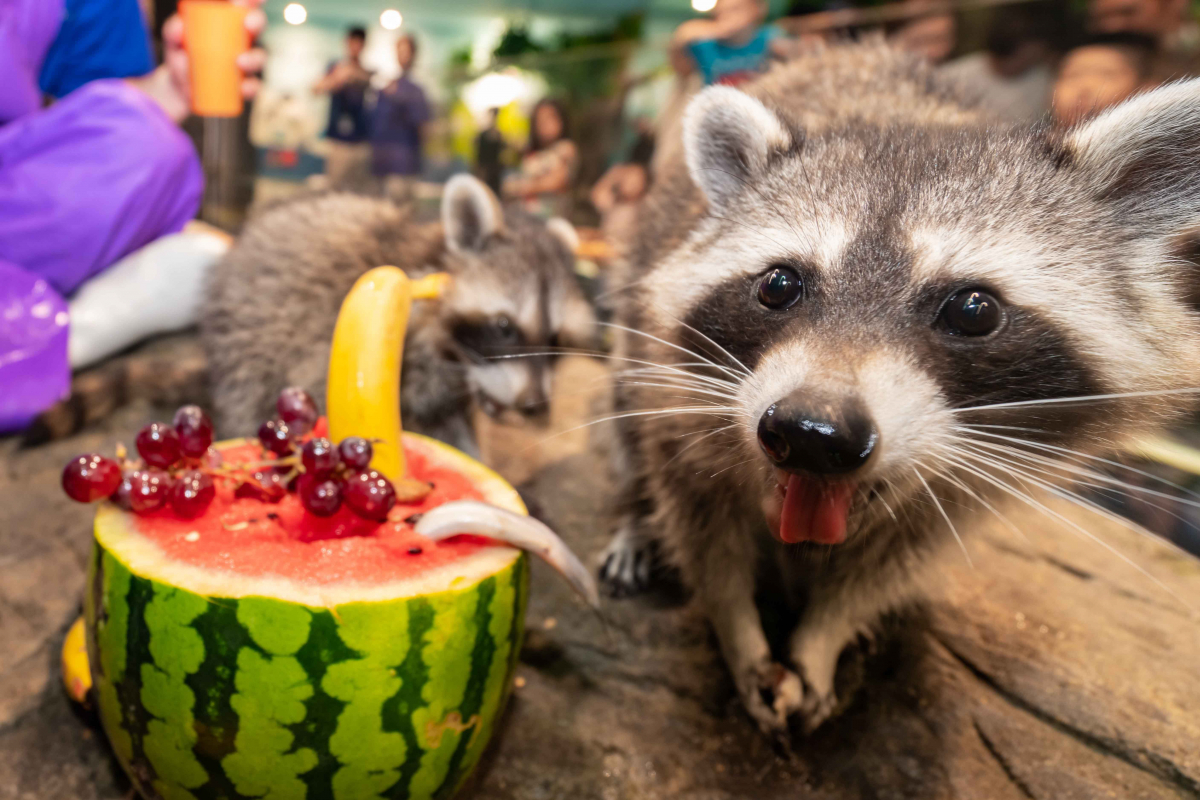 ▲라쿤. 사진은 기사 내용과 무관함. (뉴시스)