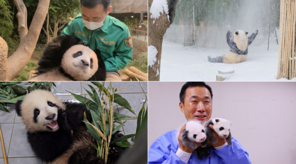 ▲'푸바오tv 전지적 할부지 시점'(사진제공=MBC)