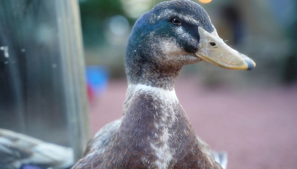 ▲'TV동물농장'(사진제공=SBS)