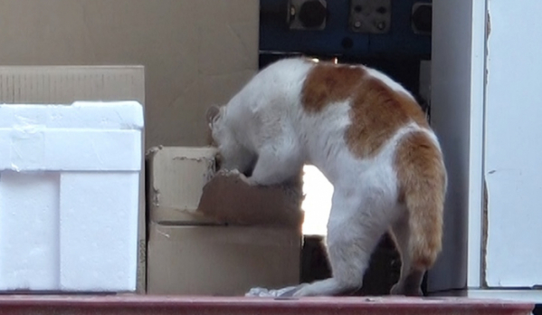 ▲'TV동물농장'(사진제공=SBS)