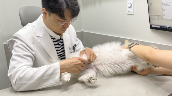 ▲윤용석 샤인동물메디컬센터 대표원장이 강아지를 진료하고 있다. (사진제공=샤인동물메디컬센터)