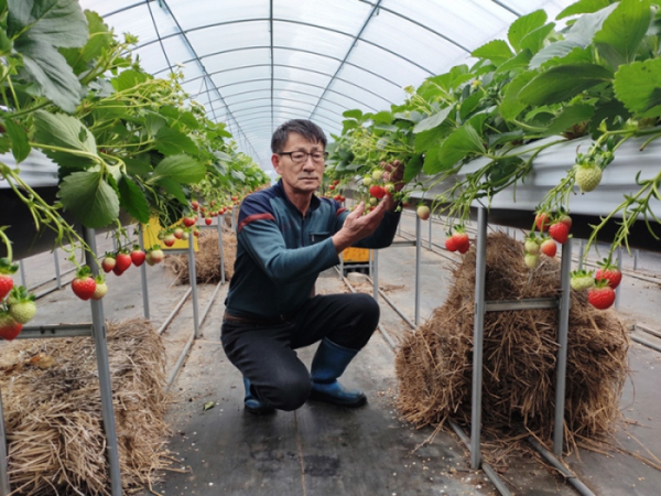 ▲통영 딸기 달인 하우스(사진제공=SBS)