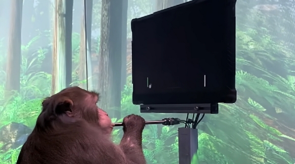▲2021년 4월 뉴럴링크가 유튜브에 게재한 원숭이 뇌 실험 영상. 출처 뉴럴링크 유튜브 동영상 캡처
